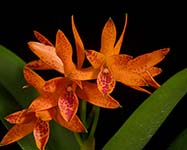 C. aurantiaca 'Orane Spots'